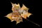 Withered maple leaf