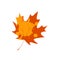 Withered maple leaf. Fallen autumn maple leaf icon