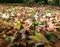 Withered maple leaves in the grass in colorful fall colors 2