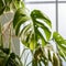 Withered monstera leaves, neglected ornamental plants, home plants, improper care