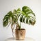 Withered monstera leaves, neglected ornamental plants, home plants, improper care