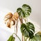 Withered monstera leaves, neglected ornamental plants, home plants, improper care