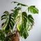 Withered monstera leaves, neglected ornamental plants, home plants, improper care