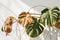 Withered monstera leaves, neglected ornamental plants, home plants, improper care