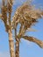 Withered palm under blue sky
