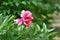 Withered peony flower