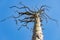 Withered pine crown. Dead tree in the forest of Central Europe