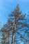 Withered pine in the Czech Republic. Evening light. Sick forest. Drought in the forest. Climate change. Withering trees