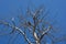 The withered pine tree on blue cloudless sky background