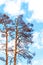 Withered pine tree on blue sky. Hot summer day. Drought in Europe. Climate change. Drying of trees in the Czech Republic