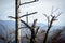 Withered pine trees on mountain peak