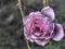 Withered pink rose