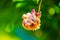 A withered pink rose isolated on green background.