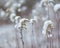 Withered plants under snow