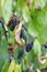 Withered plums on branch in july