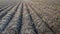 Withered potato plants in long converging ridges