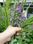 Withered Purple Sage or Salvia Officinalis Flowers in Hand