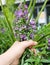 Withered Purple Sage or Salvia Officinalis Flowers in Hand