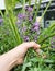 Withered Purple Sage or Salvia Officinalis Flowers in Hand