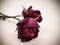 Withered red rose. Beauty death flower.