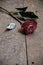 Withered red rose on wooden floor