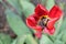 A withered red tulip close-up. Disheveled red flower