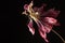 Withered red and white tulip with stamens and petals isolated on black background