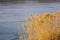 Withered reeds catkins  in winter