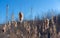 Withered reeds in early spring