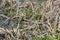 A withered reeds on the shore of a drained pond