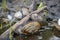 A withered river bank showing snail covers, old trees and watergrass