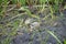 A withered river bank showing snail covers, old trees and watergrass