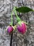 Withered rose buds on old wood background