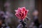 Withered rose covered with a hoarfrost  against dark background on a winter day