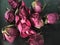 Withered rosebuds on a dark old background