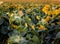 Withered sear sunflowers field sadness environment .