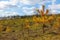 Withered small tree. Fir tree with yellow needles. Fire aftermath