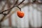 A withered spoiled red Apple on a branch