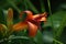 Withered but still colorful daylily flowers