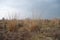 Withered straw grass on a dry moor