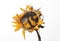 Withered sunflower