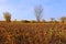 Withered sunflowers in the autumn field. Mature dry sunflowers a