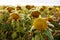 Withered Sunflowers. Ripened Dry Sunflowers Ready for Harvesting.