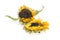 Withered sunflowers on Whitebackground,isolated.