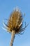 Withered thistle flower