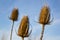 Withered thistle flowers