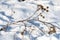 Withered thistles, thistle seed heads  coming out of snow-covered field in winter.