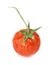 Withered tomato on white background