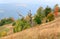 Withered tree on autumn Carpathian mountainside