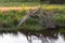 A withered tree at Lake `Patersmoer` near Strijbeek, Netherlands